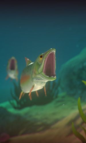 Feed and Grow: Fish 5